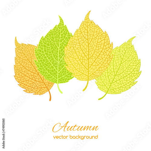 Autumn leaves  on white background