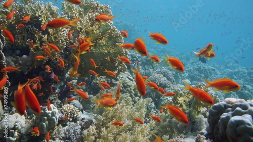 Colorful underwater reef with coral and sponges photo