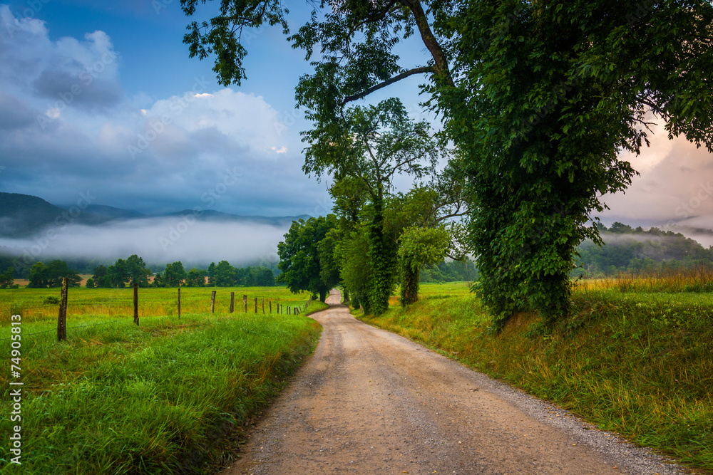 Trees along a dirt road, on a foggy morning at Cade's Cove, Grea