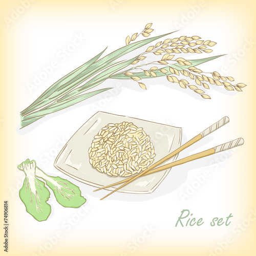 Rice set. Spikelet of rice, rice porridge, rice field, vector