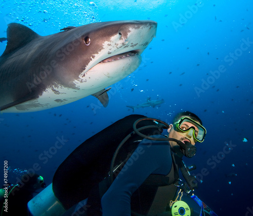 Stunned Diver and Tiger Shark
