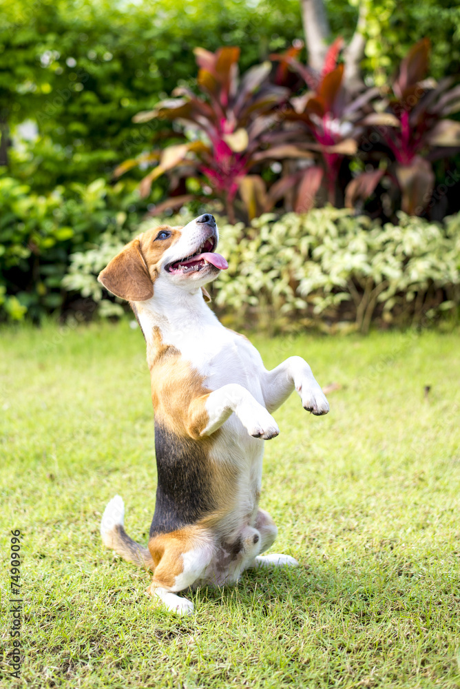 Little beagle puppy