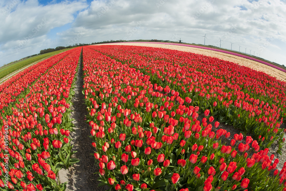 Obraz premium Fish eye view of a tulip field ,the Netherlands.