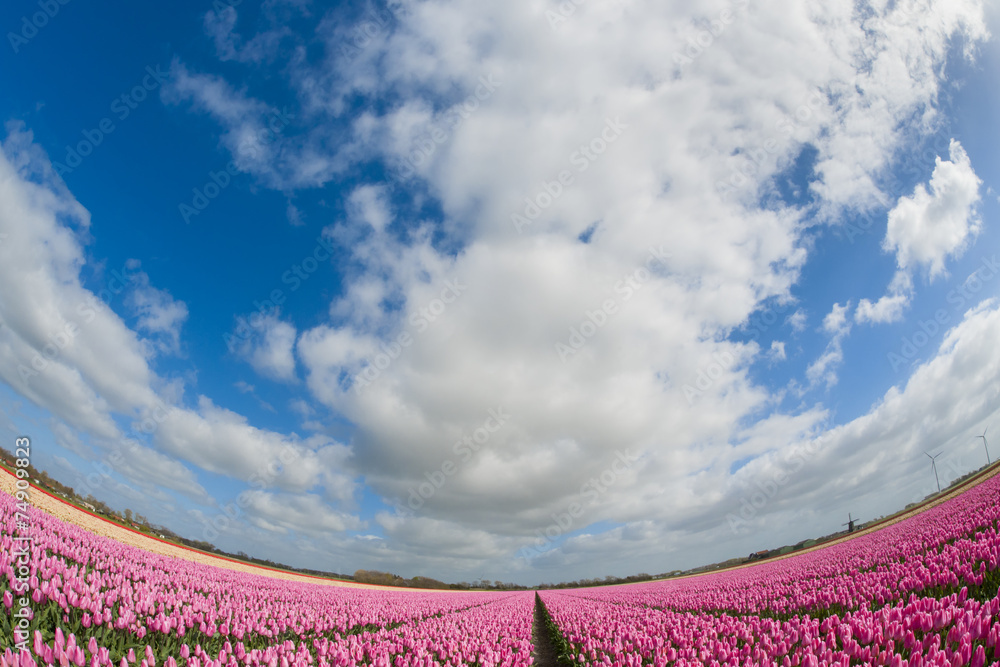 Fototapeta premium Fish eye view of a tulip field , the Netherlands.