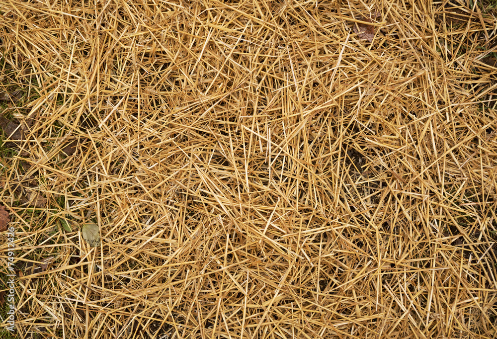 Crisp yellow straw on the ground Crisp yellow straw on the ground