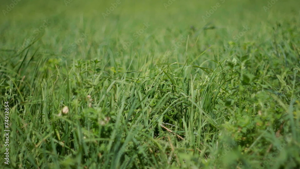 grass grass