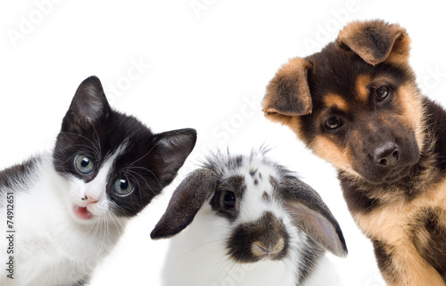 Fototapeta Naklejka Na Ścianę i Meble -  Puppy and kitten and rabbit