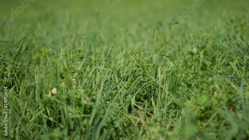 Wallpaper Mural grass Torontodigital.ca