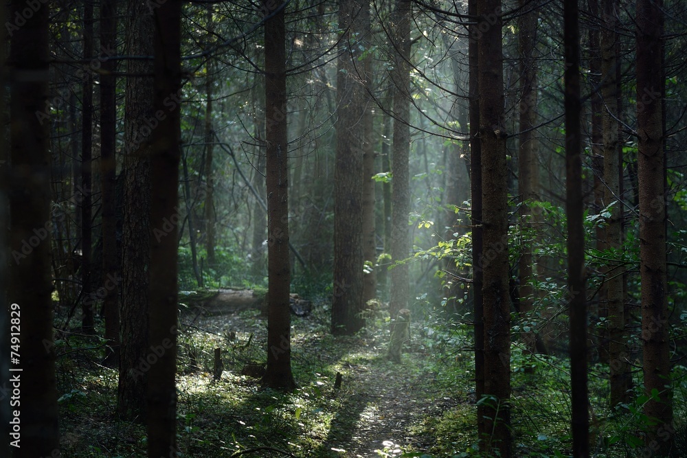Fototapeta premium Morning fog in a dark and mystical forest in Latvia