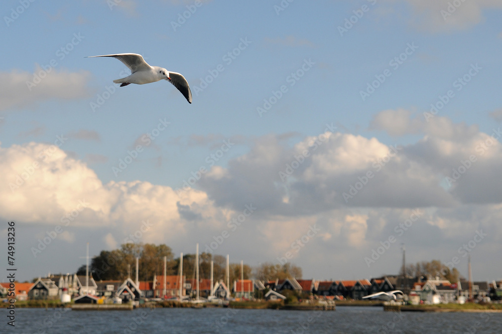 Seagull in Marken, Netherlands