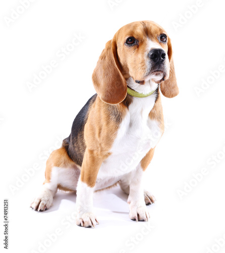 Beagle dog isolated on white © Africa Studio