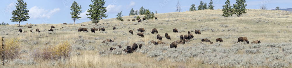 Yellowstone Park - Büffelherde