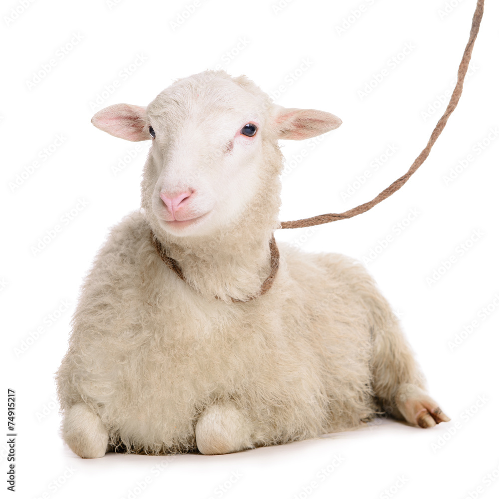 Fototapeta premium sheep isolated on white