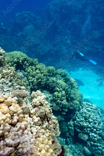 coral reef with divers tropical sea ,underwater