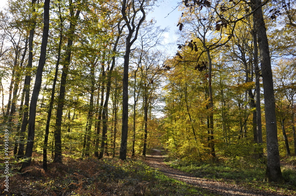 Fototapeta premium Automne