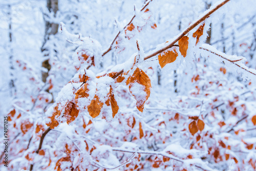 Autumn leaves on a tree in the snow