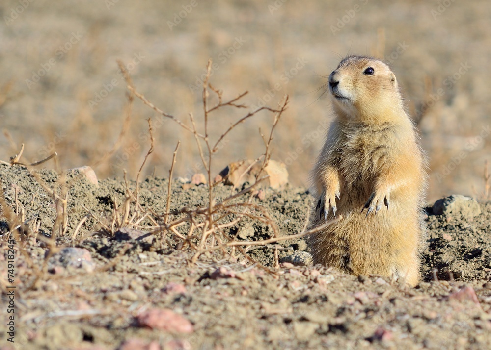Fototapeta premium Black-Tailed Prairie Dog