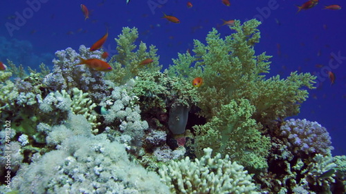 Colorful underwater reef with coral and sponges photo