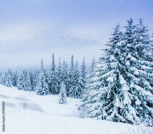 wonderful winter landscape © standret