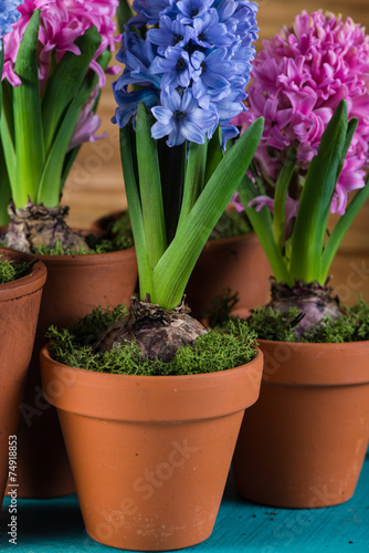 Group of fresh bulb spring flowers in ceramic pot