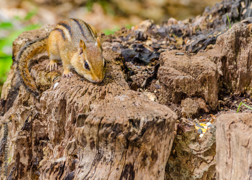 Chipmunk Chipmunk