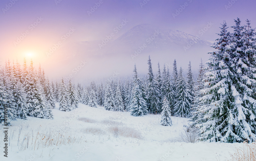 Naklejka premium Trees in the fog