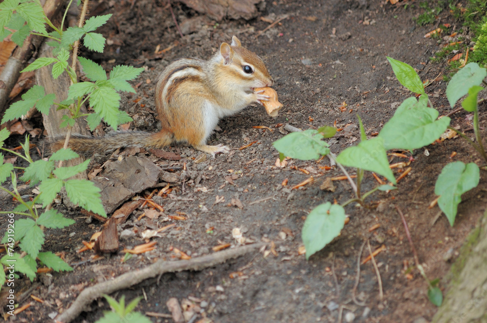 Chipmunk Chipmunk