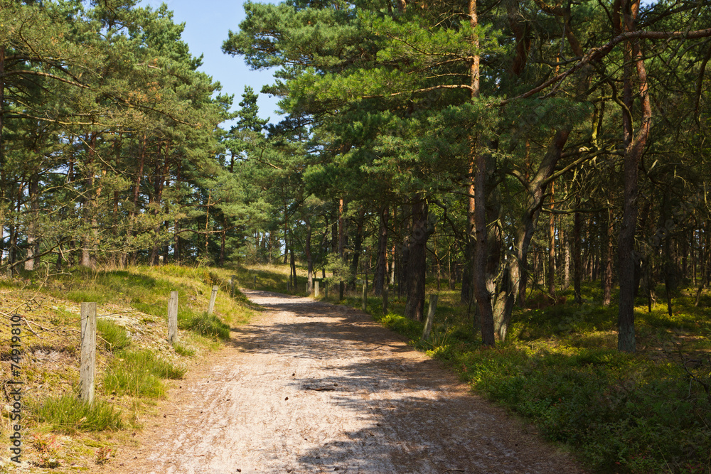 Weg zum Strand bei Prerow