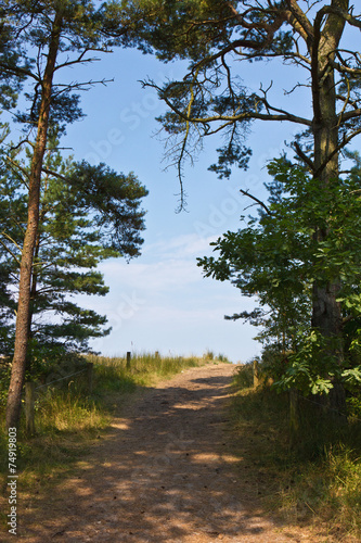 Weg zum Strand bei Prerow 3 photo