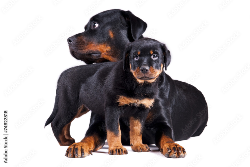 Obraz na płótnie Dwa psy mały i duży w salonie