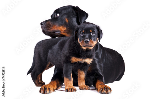 Dwa psy mały i duży