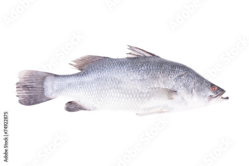 Seabass, Dicentrarchus labrax on white background