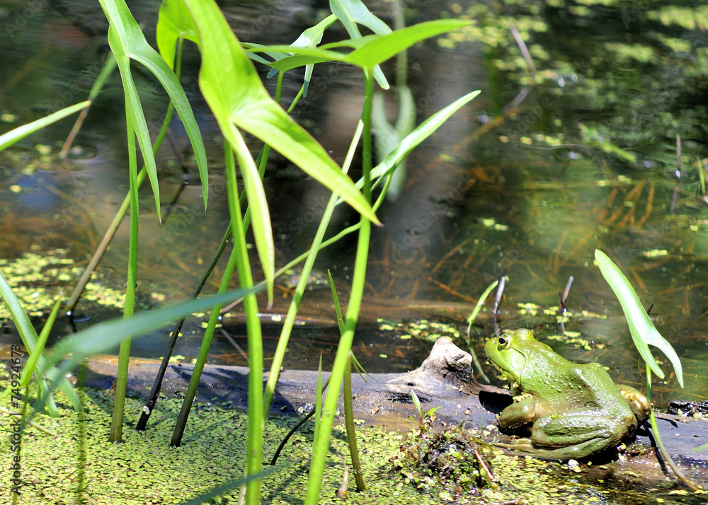 Bullfrog On A Log Bullfrog On A Log