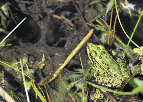 Obraz na plátne Leopard Frog