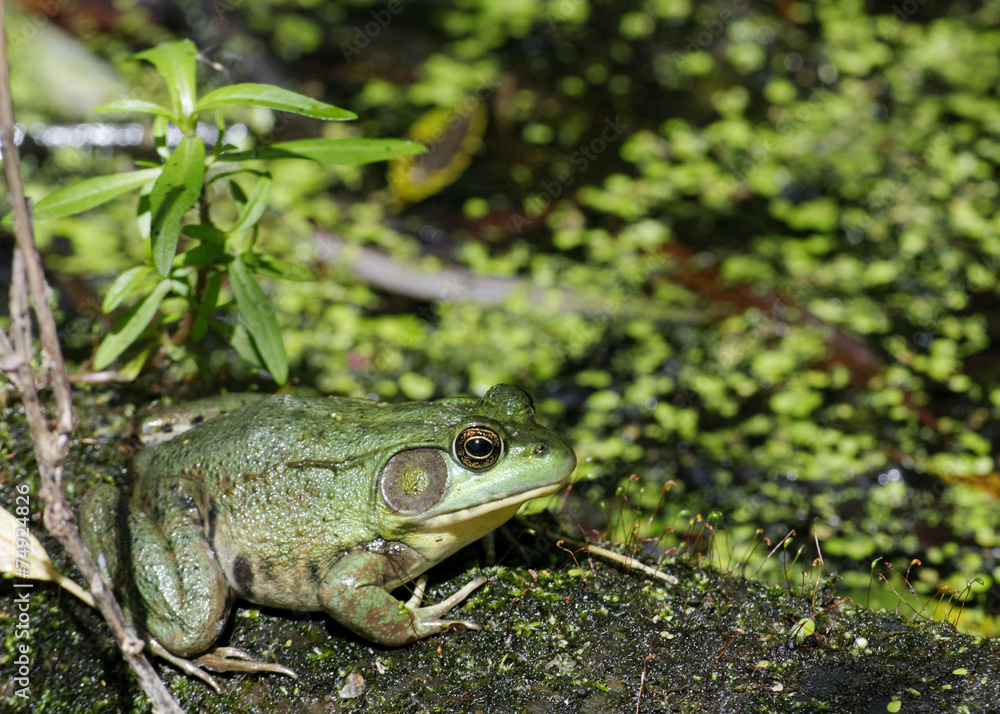 Obraz premium Bullfrog