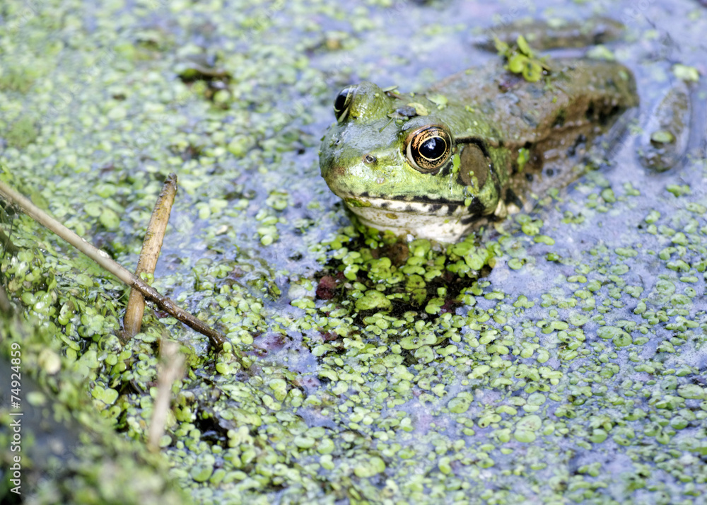 Obraz premium Bullfrog