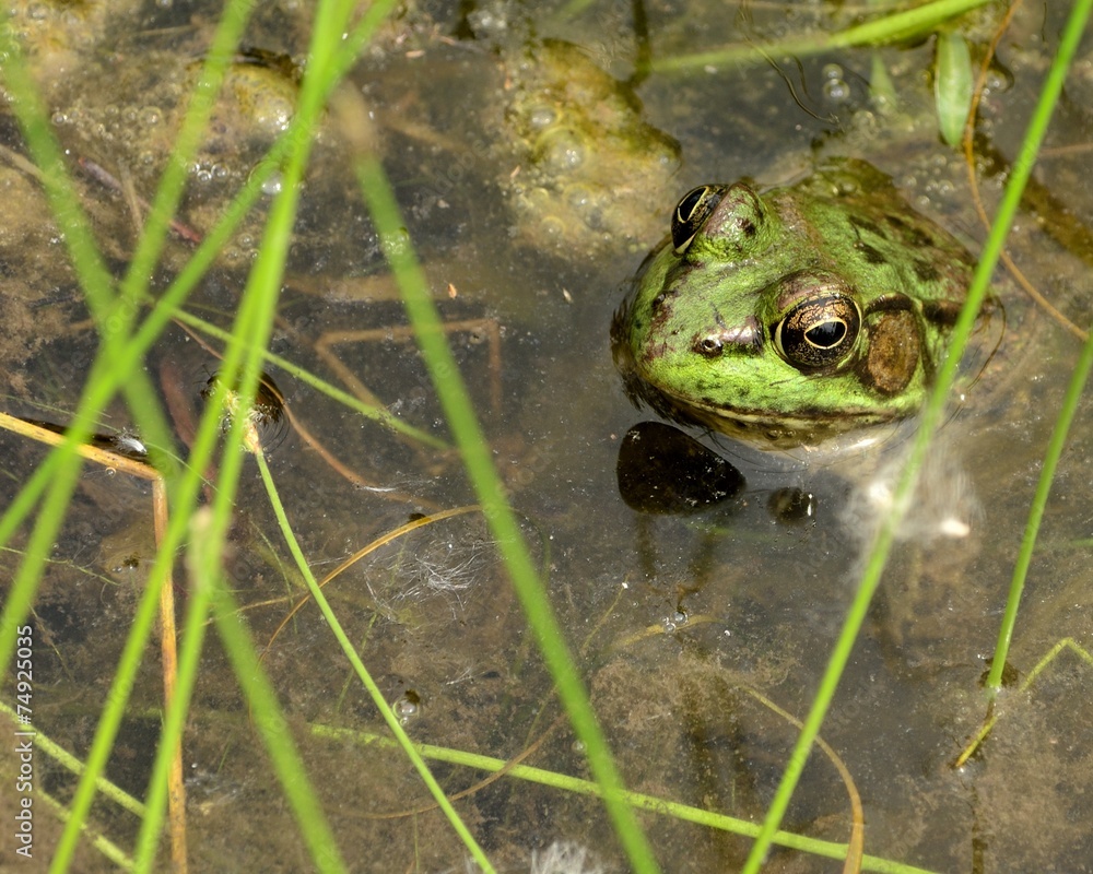 Leopard Frog Leopard Frog