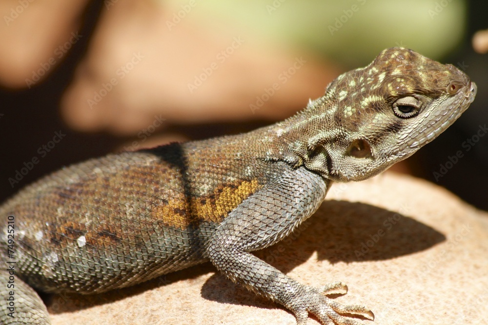 Iguana standing on top of cannonball tree Iguana standing on top of cannonball tree