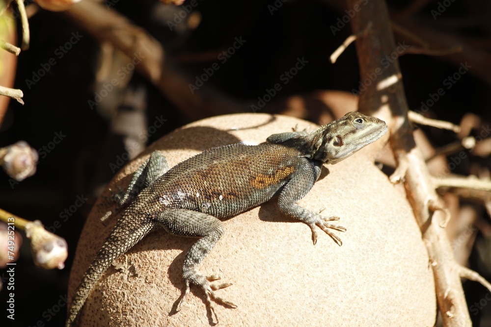 Naklejka premium Iguana on top of cannonball tree