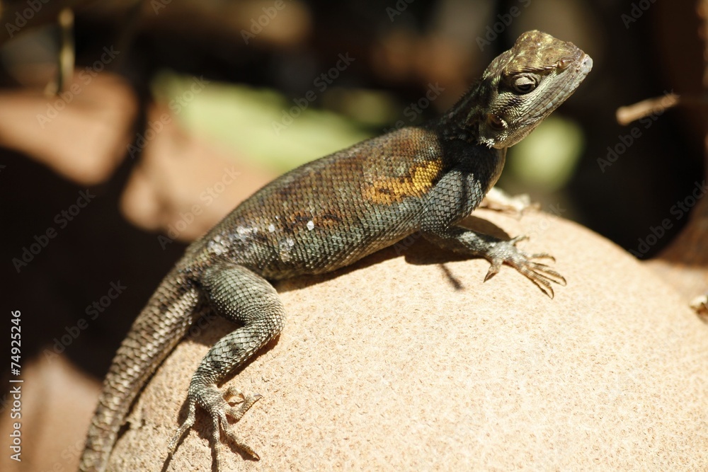Fototapeta premium Iguana standing on cannonball tree