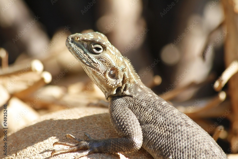 Lizard at the Fairchild Gardens Lizard at the Fairchild Gardens