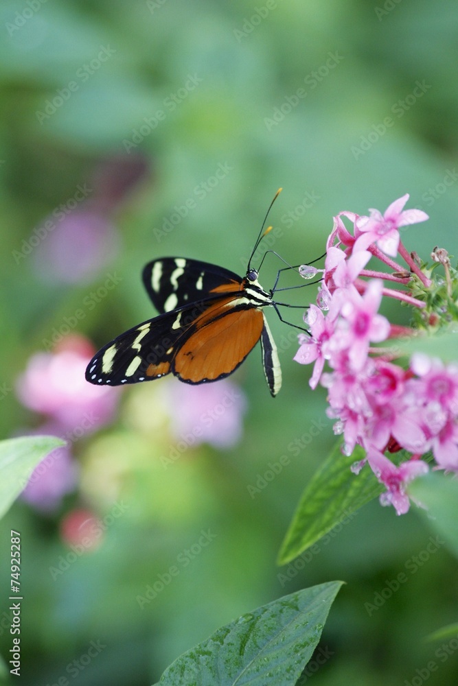 Tiger longwing butterfly feeding - ventral view Tiger longwing butterfly feeding - ventral view