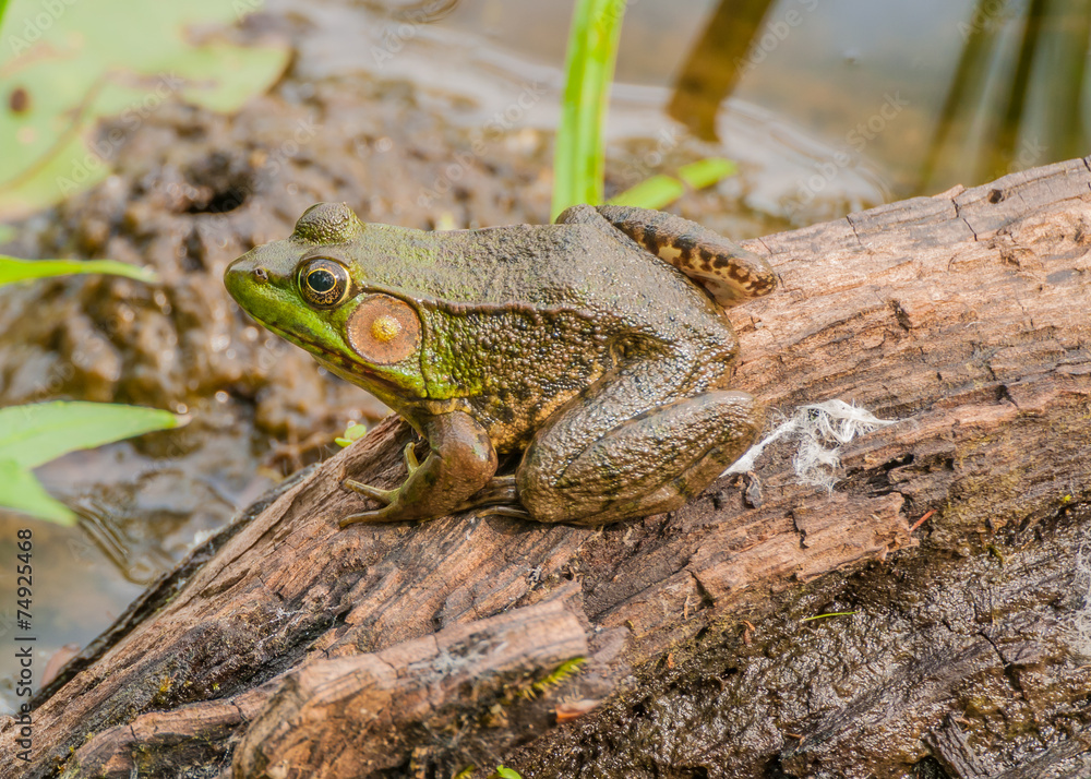 Fototapeta premium Bullfrog
