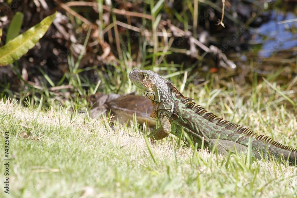 Common green iguana - fairchild gardens Common green iguana - fairchild gardens