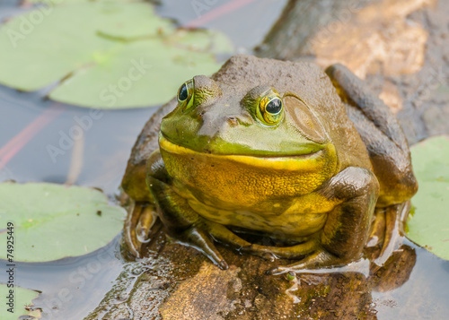 Bullfrog
