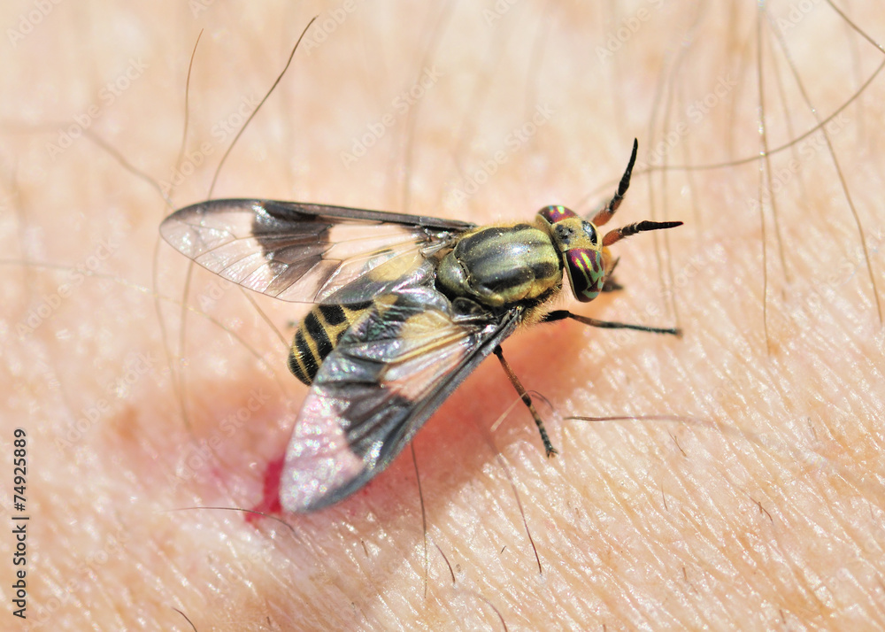 Obraz premium Biting Deer Fly