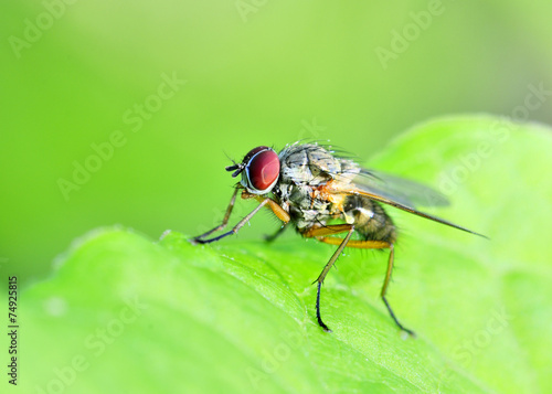 Tachinid Fly © brm1949