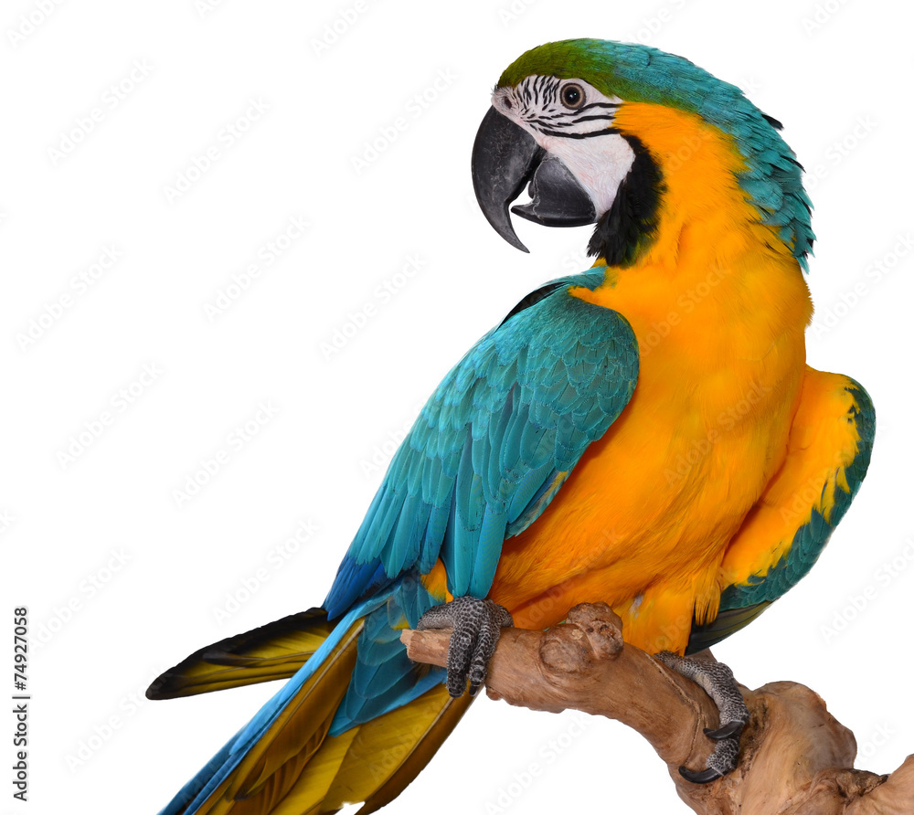 Obraz premium Blue and Gold Macaw