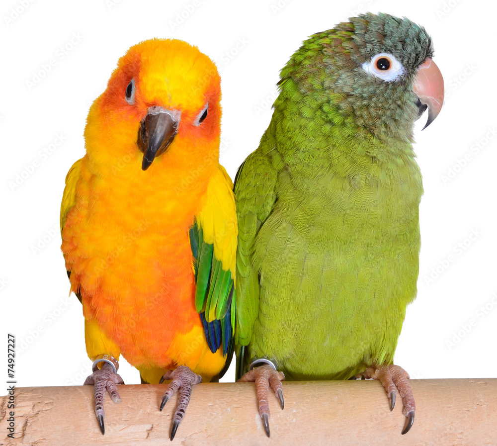 Naklejka premium Colorful Conure Parrots
