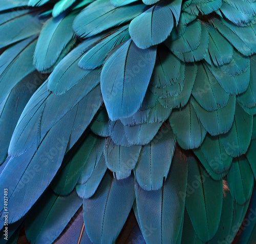 Blue Macaw Feathers